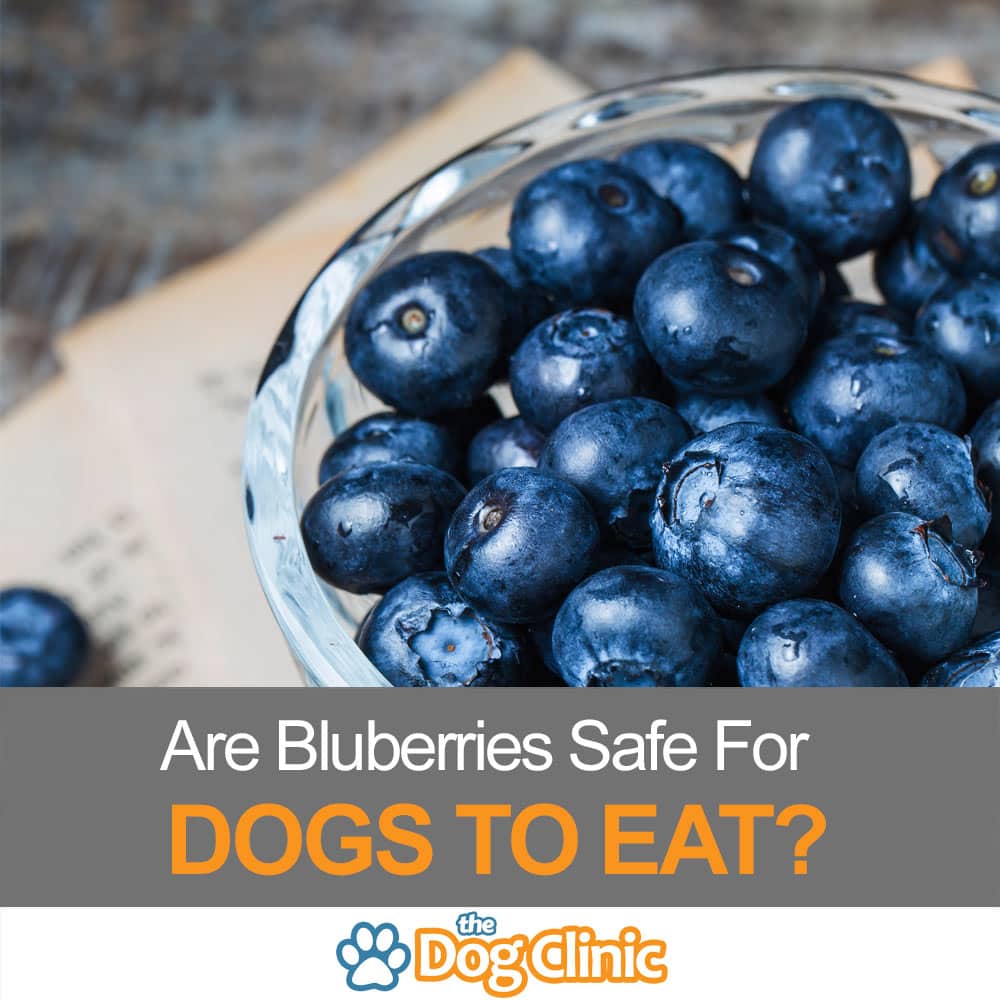 blueberry safe for dogs