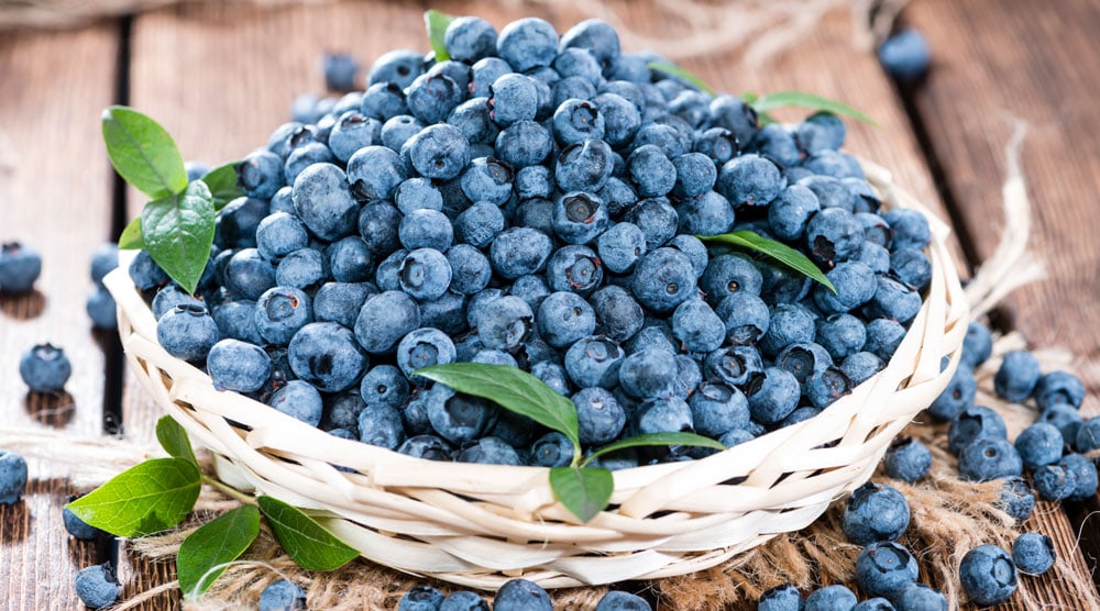 Quick answer to whether blueberries are safe for dogs