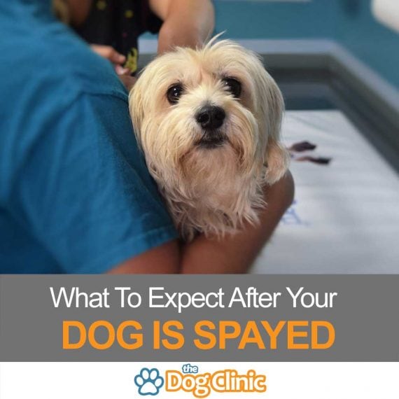 how long for dog to heal from spay