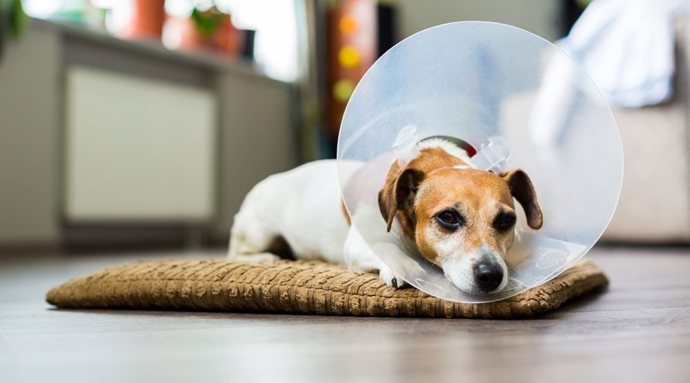 What to expect after your dog is spayed