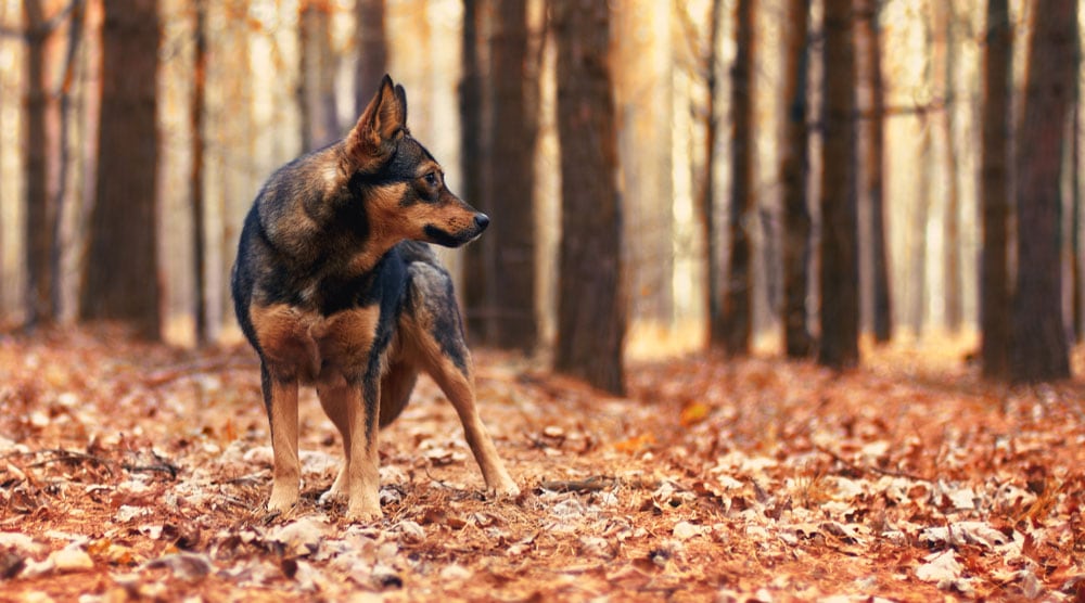 A calendar of the best time of year to get a dog