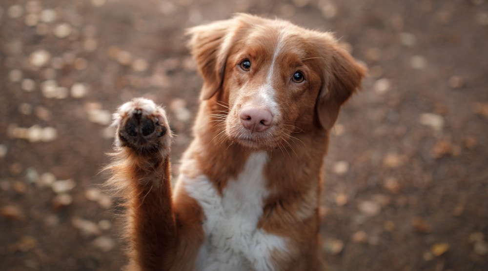 what does it mean when a dog crosses her paws