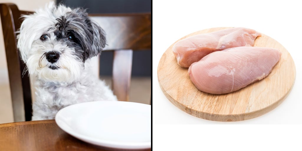 What to Do If Your Dog Ate Raw Chicken - The Dog Clinic