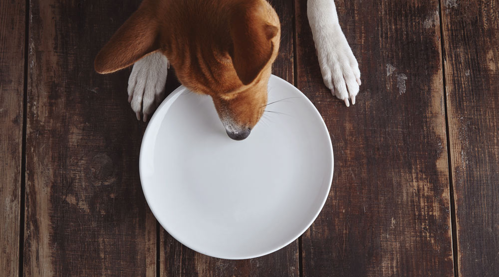 Worried because your dog ate raw chicken? Here's what to do