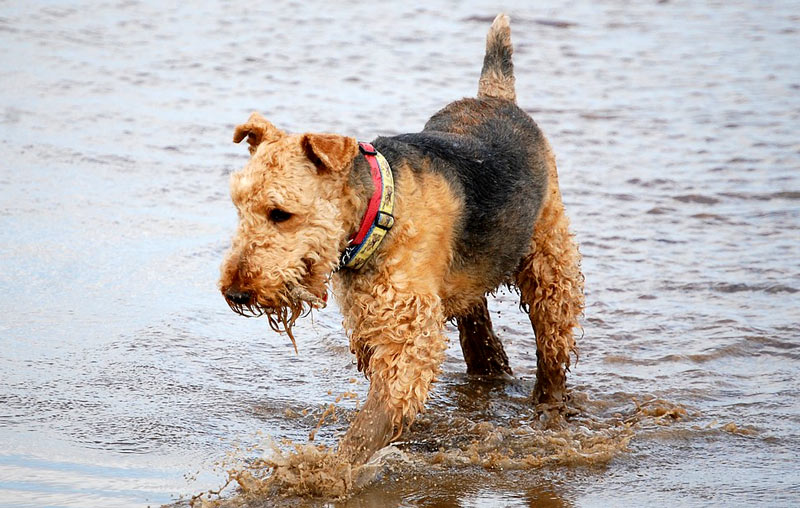The Airedale terrier is the largest type of terrier