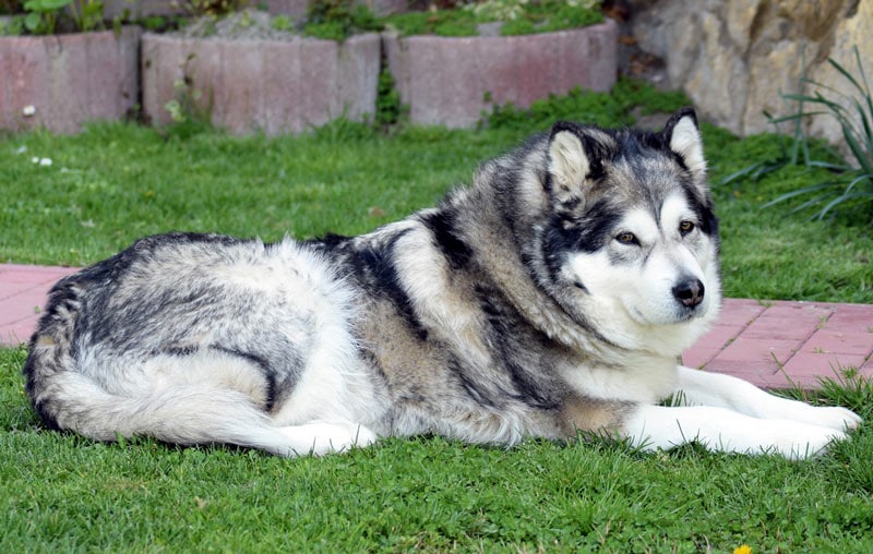 The Alaskan malamute is a high energy dog