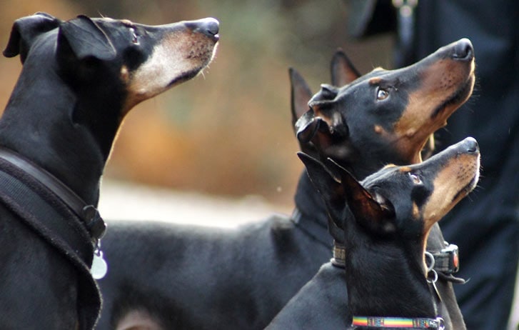 The Manchester terrier was originally bred for hunting rabbits and rats
