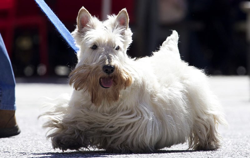 The Scottish terrier is a highly independent breed