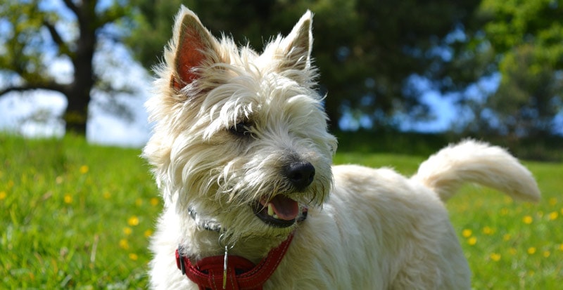 The cairn terrier originates in Scotland