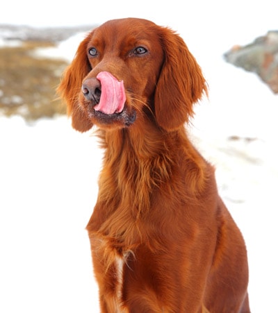 Dog licking his lips anxiously