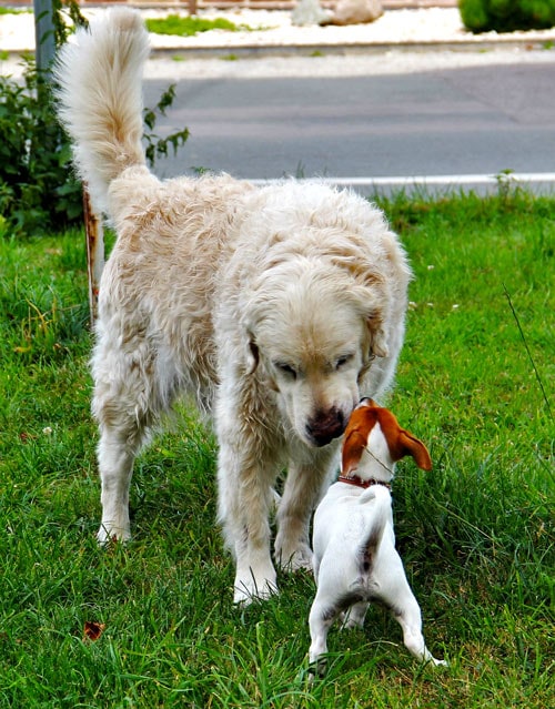 The variety of dog breeds is astonishing