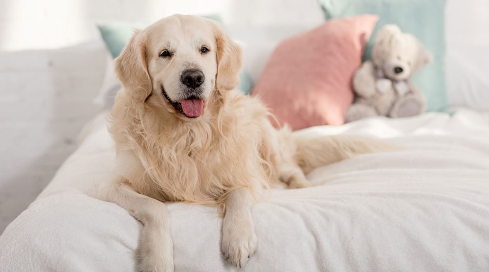 A quick guide to why your dog pees on your bed - and what to do about it