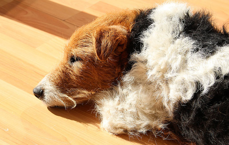 Fox terriers are common show and companion dogs
