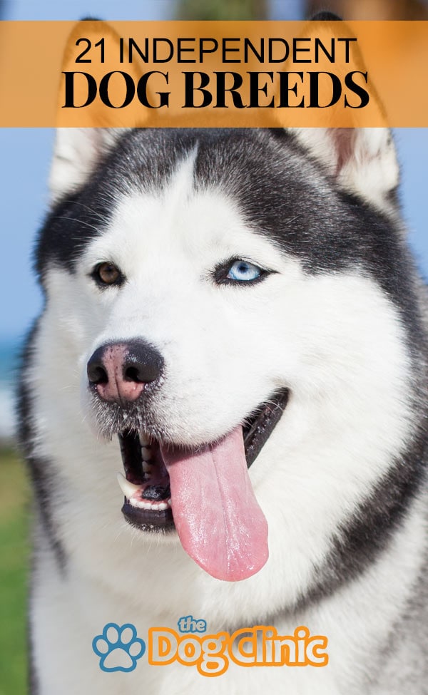 independent breeds 21 independent breeds the clinic independent breeds 21 independent breeds the clinic
