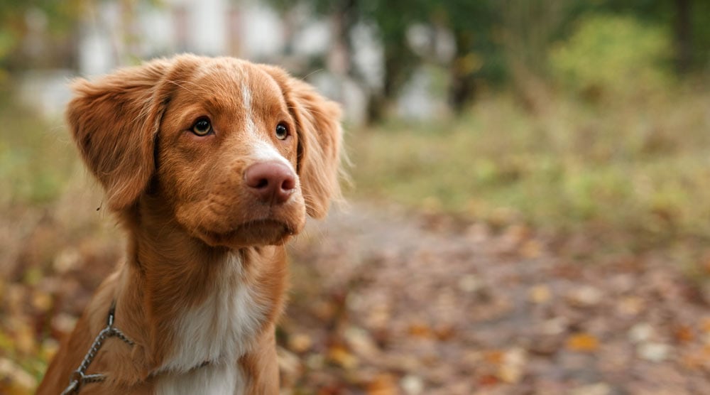 Our list of independent dog breeds