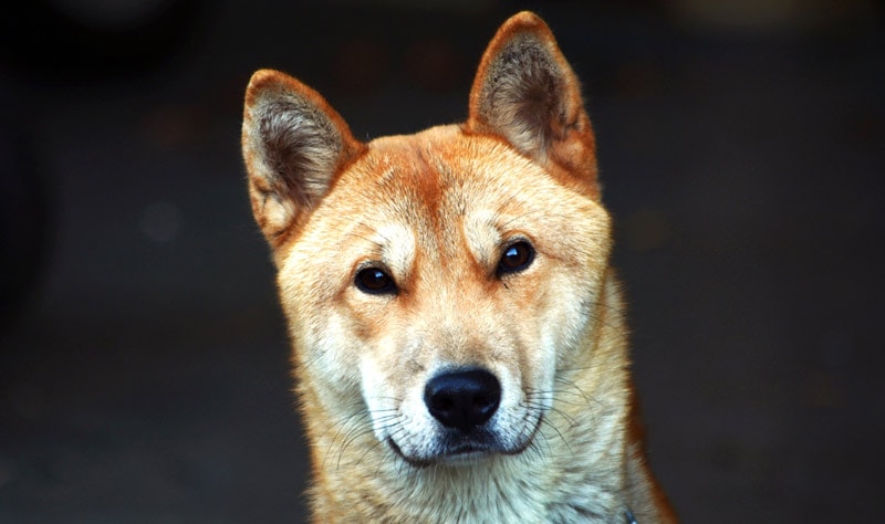 The Korean Jindo is a highly loyal breed