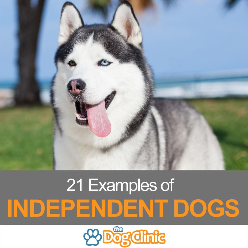 21 Independent Dog Breeds That Know 