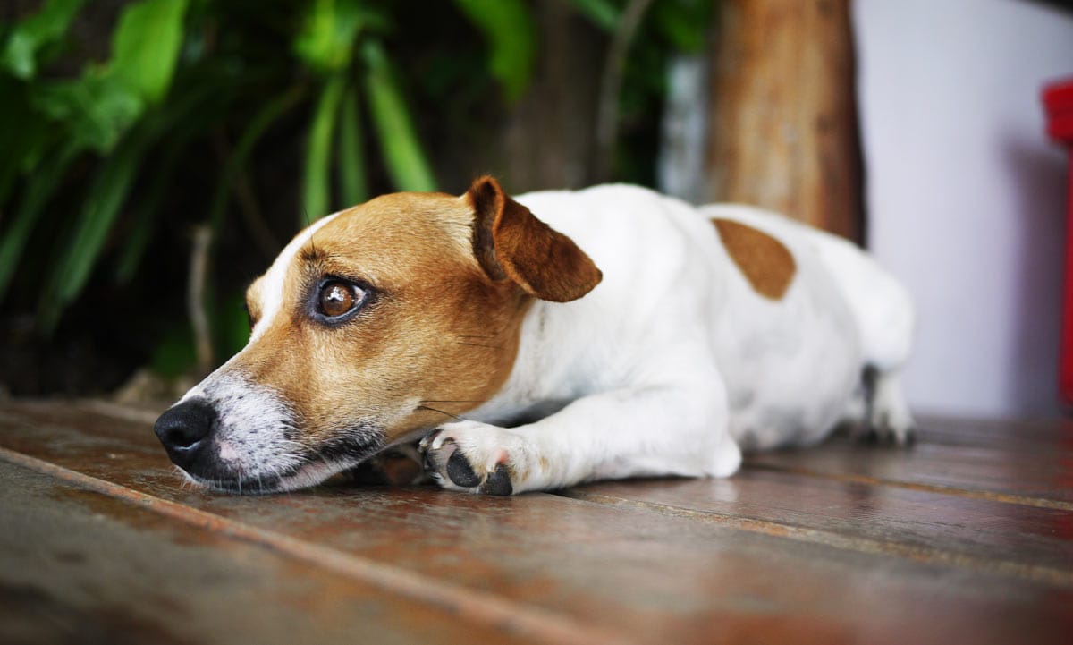 Dogs may urinate as a sign of anxiety