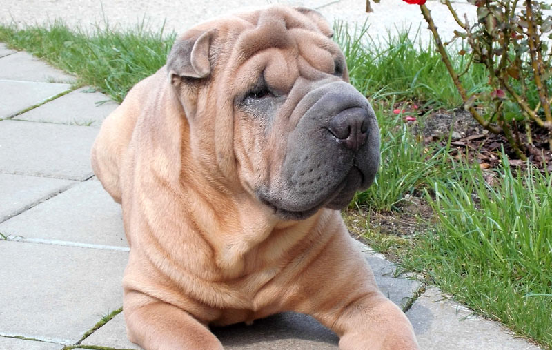 The Shar-pei tolerates alone time better than many breeds