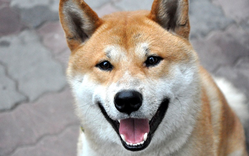 The Shiba Inu is a Japanese small game dog