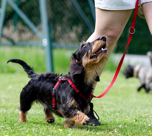 A dachshund being trained