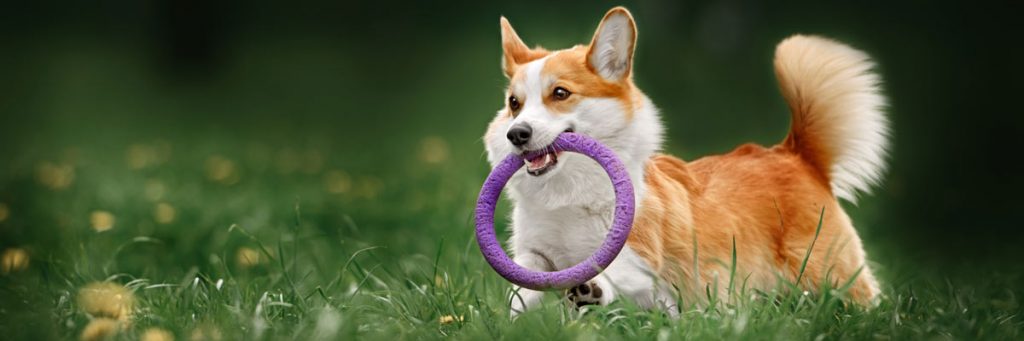 Our in-depth guide to how much exercise your dog needs