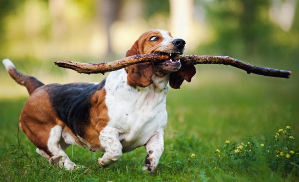 A dog carrying a stick