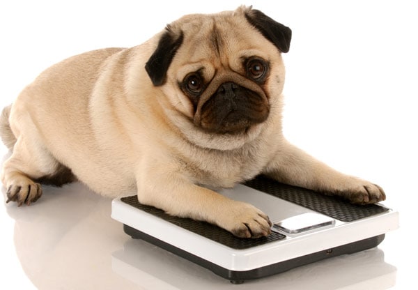 A pug on scales