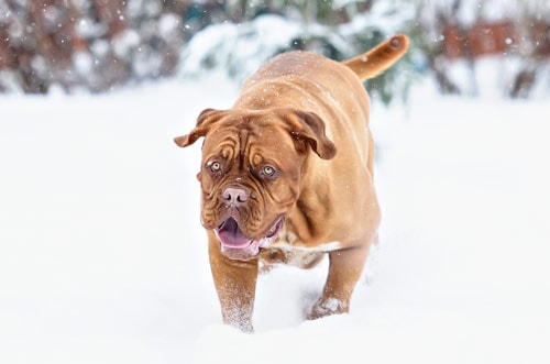 A dog playing in the snow