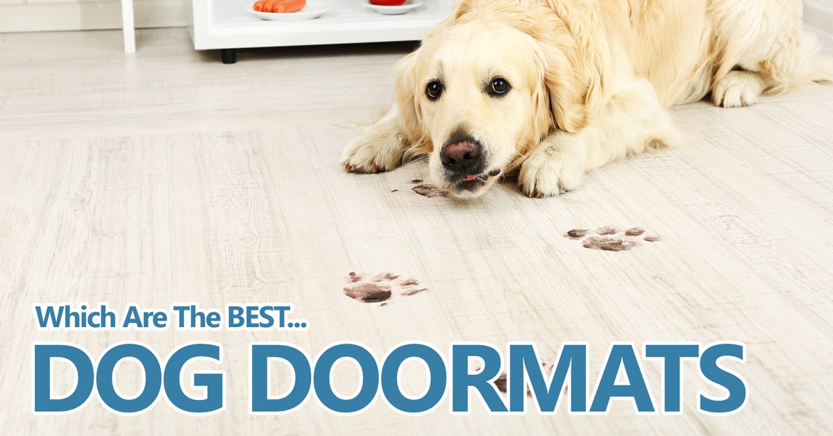 absorbent doormat for dogs