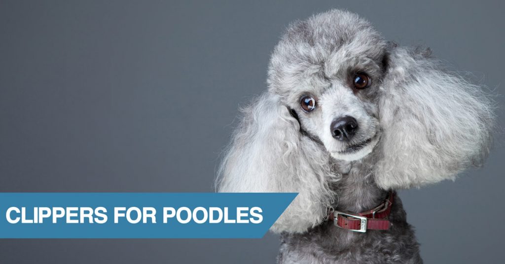 dog grooming clippers for poodles