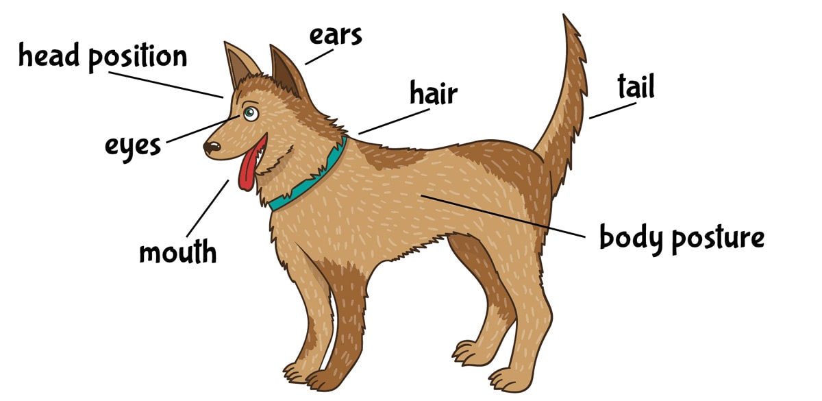 Body parts used for dog communication