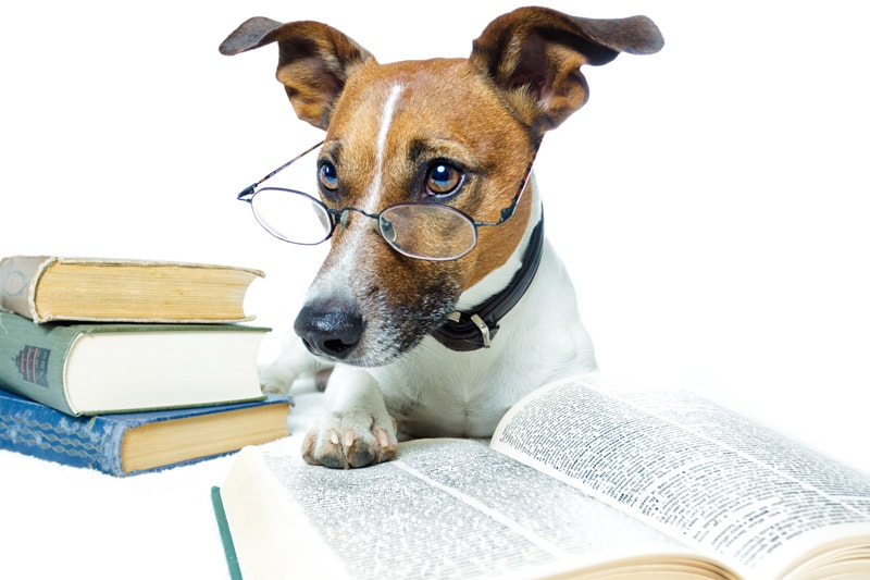 A dog reading a book