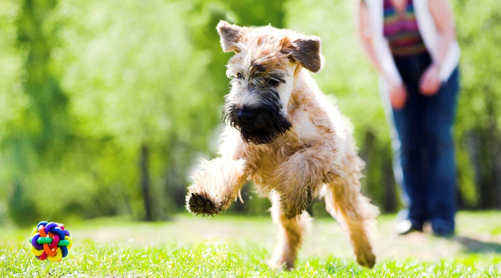 A guide to seven dog training myths