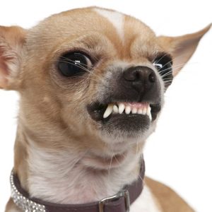 growling chihuahua