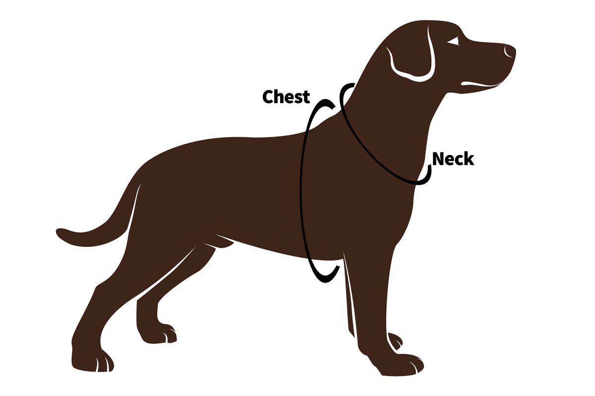 Chest and neck measurement