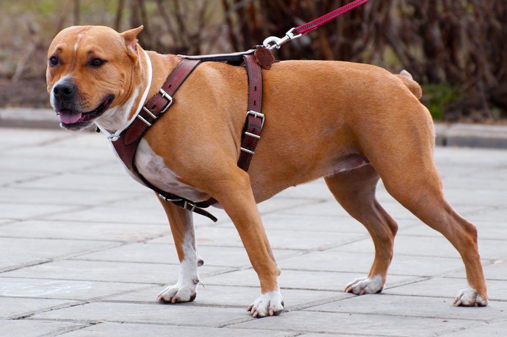 Staffordshire with harness