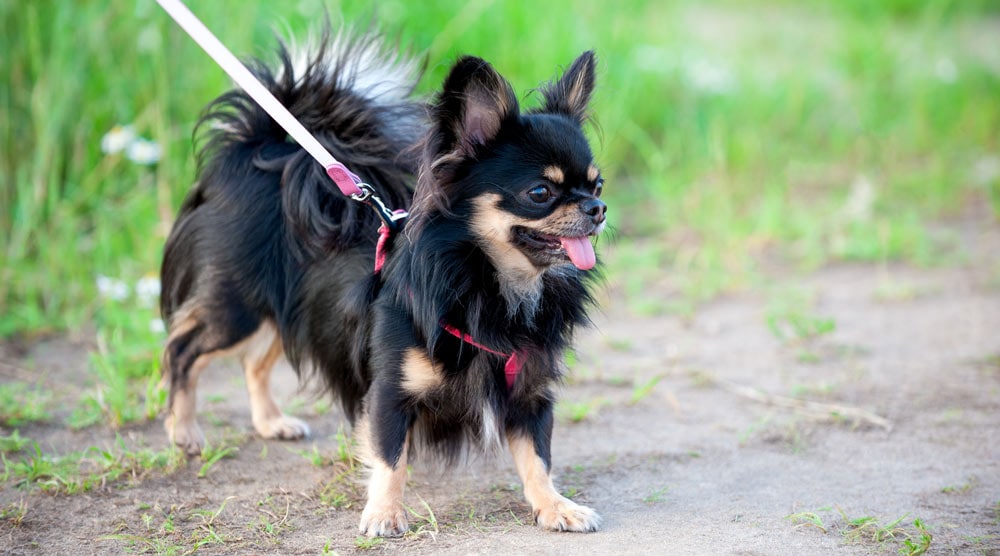 A guide to the best step-in harnesses