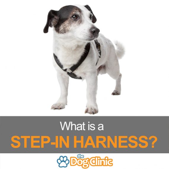 one step dog harness