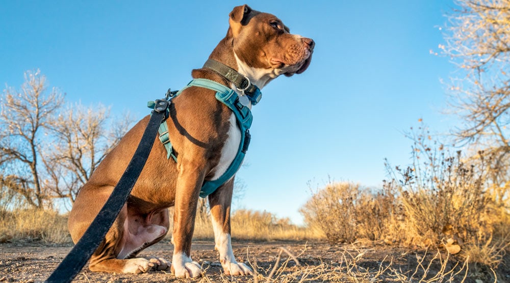 A guide to dog harness types