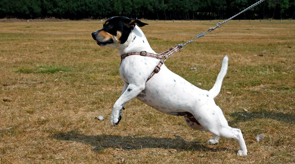 A dog pulling on the harness