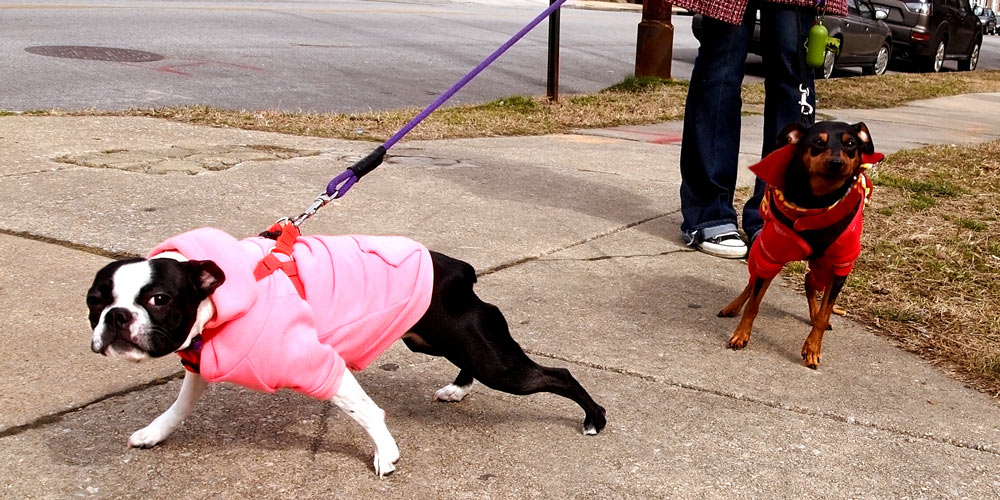 Pulling with a pink harness