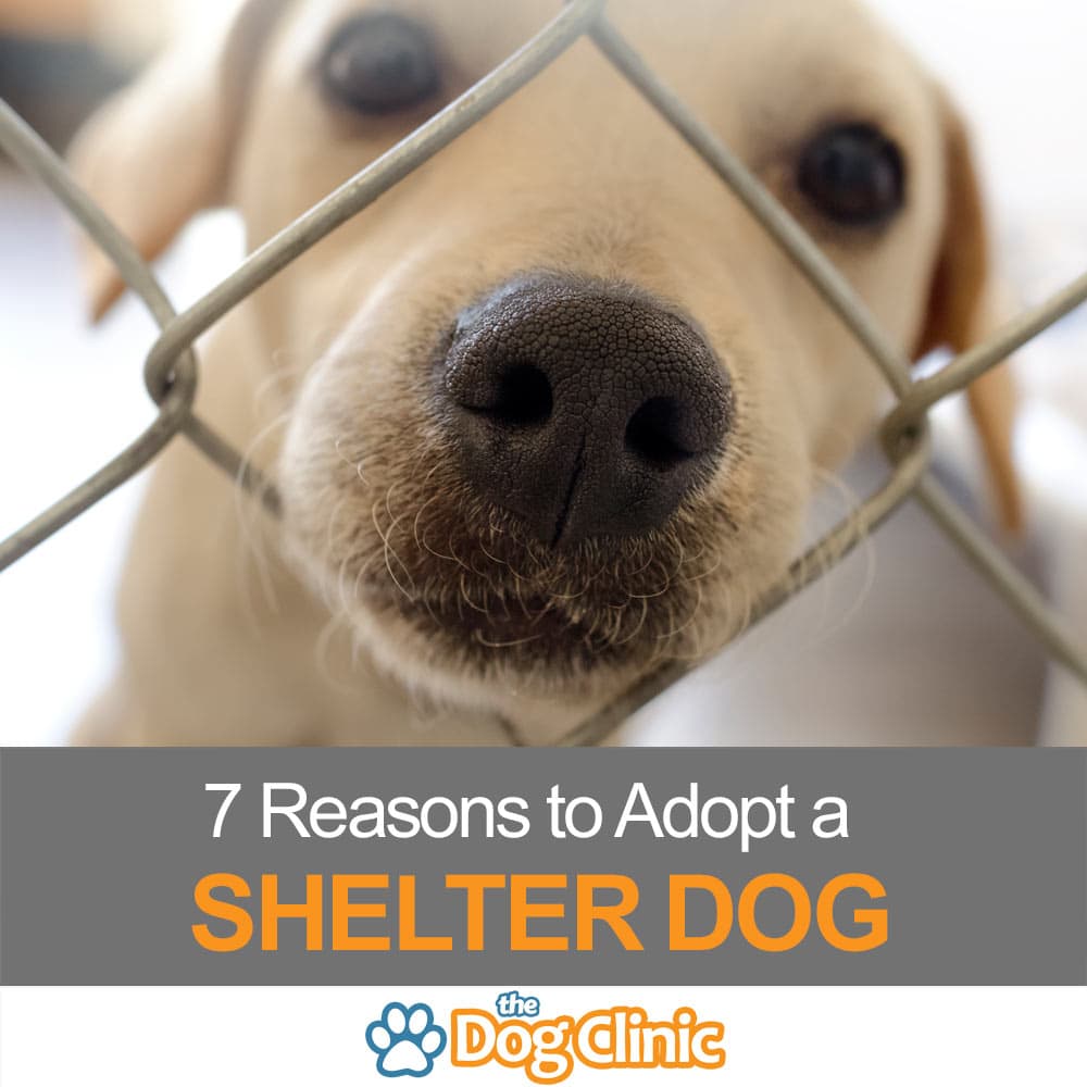 7 Reasons to Adopt a Shelter Dog (And Avoid Puppy Mills)