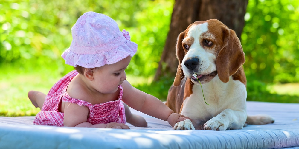 Beagle with children