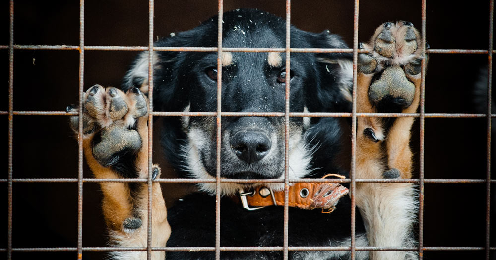 A dog behind bars