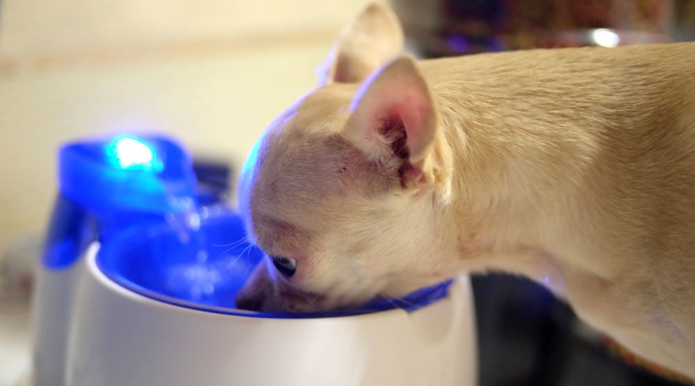 How to Clean a Dog Water Fountain