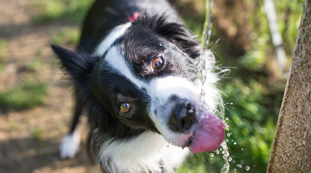A guide to canine hydration