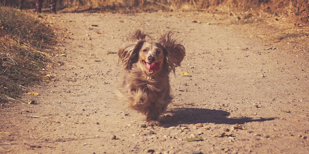 A dachshund running on a path