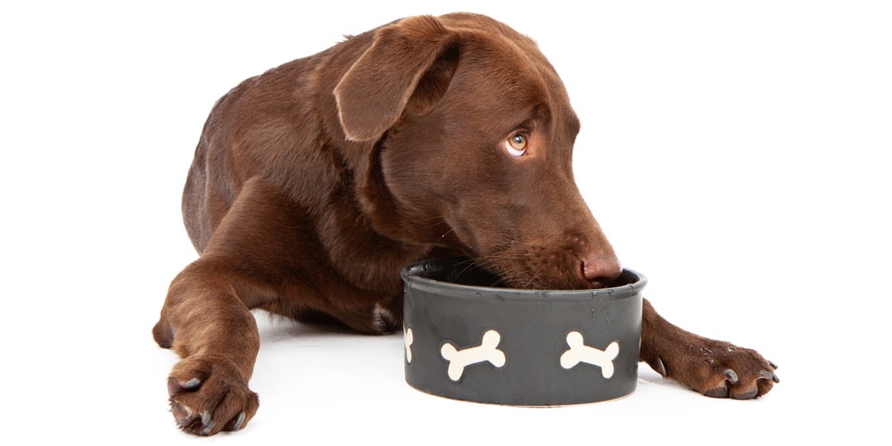 Labrador drinking from bowl