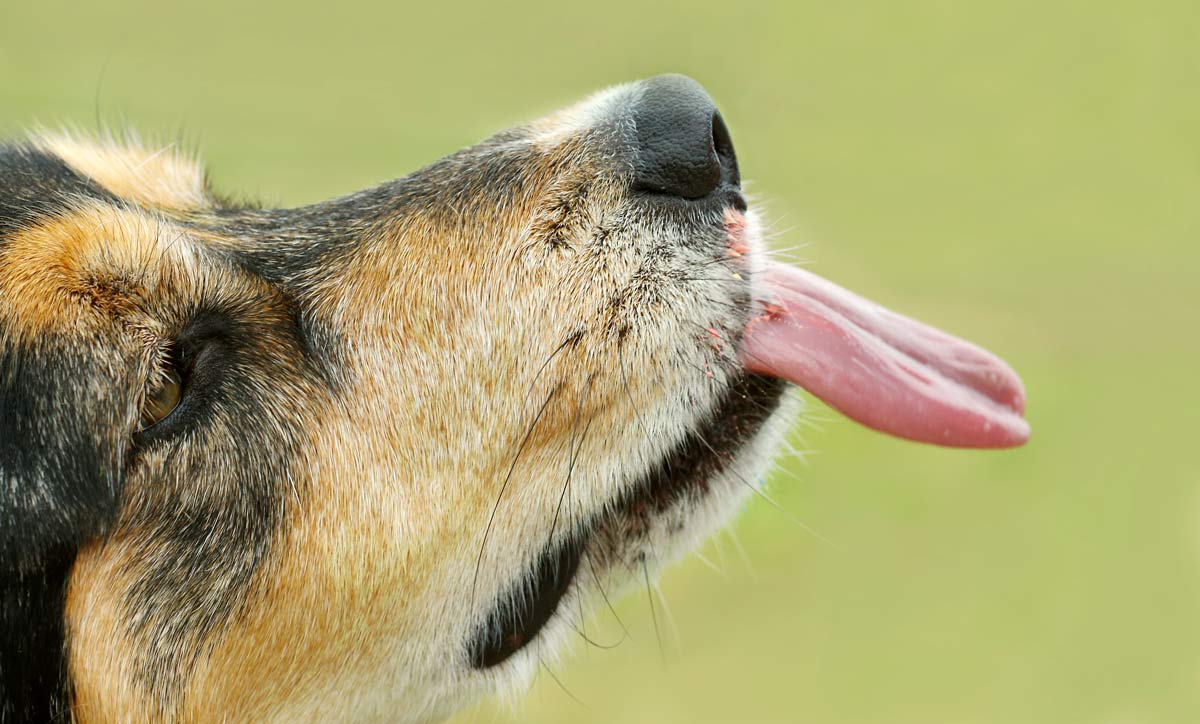 A dog licking the air outside